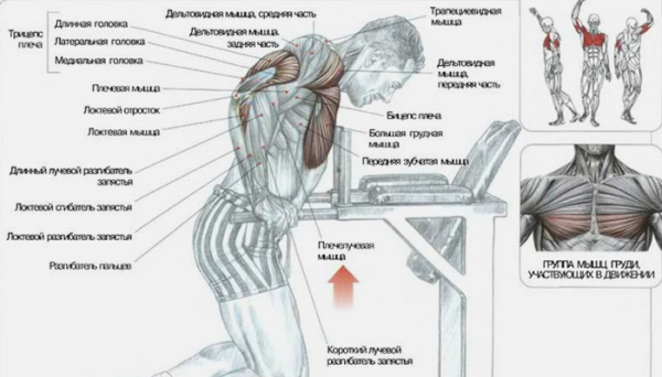 Упражнения на трицепс